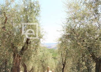 Foto 5 - Farm Pisa - photo 5