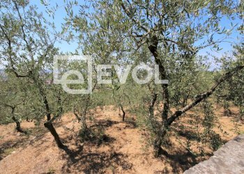 Foto 7 - Farm Pisa - photo 7