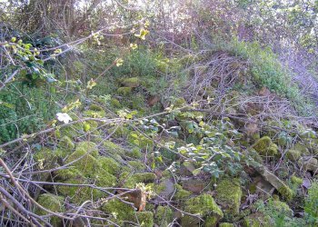 Foto 5 - Rustico Terre Roveresche - foto 5