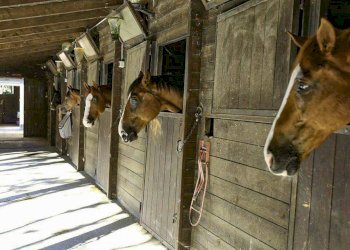 Foto 1 - Attività Commerciale Pesaro - foto 1