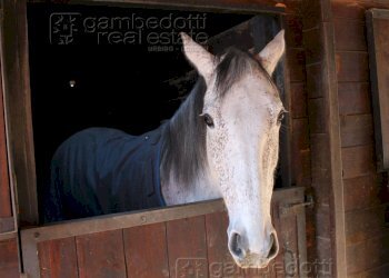 Foto 6 - Attività Commerciale Pesaro - foto 6