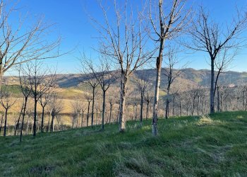 Foto 19 - Casa indipendente contrada san venanzo
 
57, Castignano - foto 19