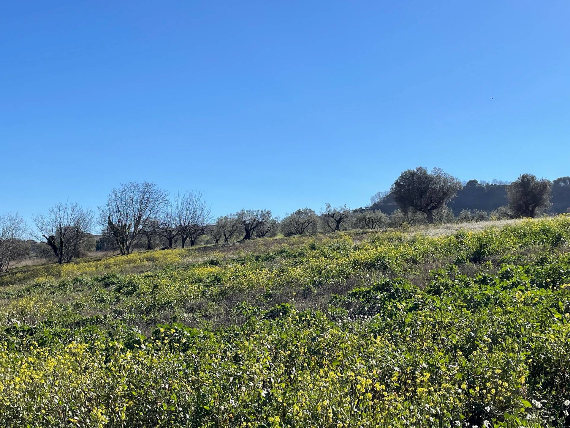 Foto 3 - Terreno agricolo Acquaviva Picena - foto 3