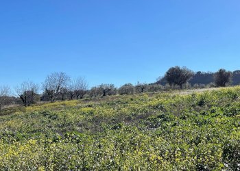 Foto 3 - Agricultural land Acquaviva Picena - photo 3