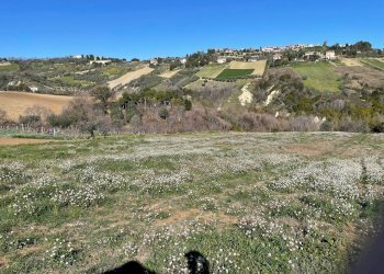 Foto 6 - Agricultural land Acquaviva Picena - photo 6