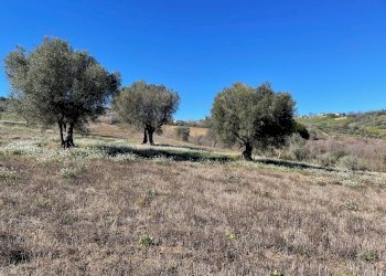 Foto 7 - Agricultural land Acquaviva Picena - photo 7