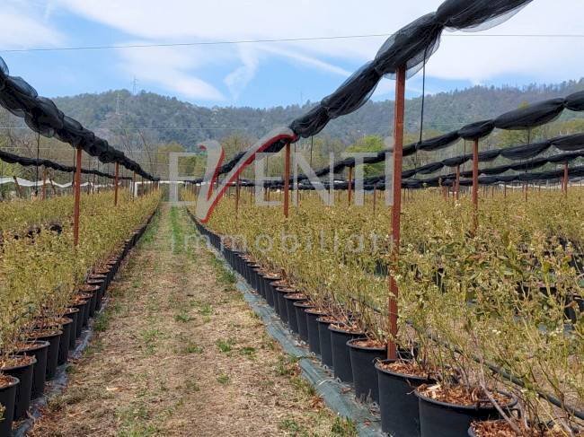 Foto 2 - Terreno agricolo Via Delle Viole, Piossasco - foto 2