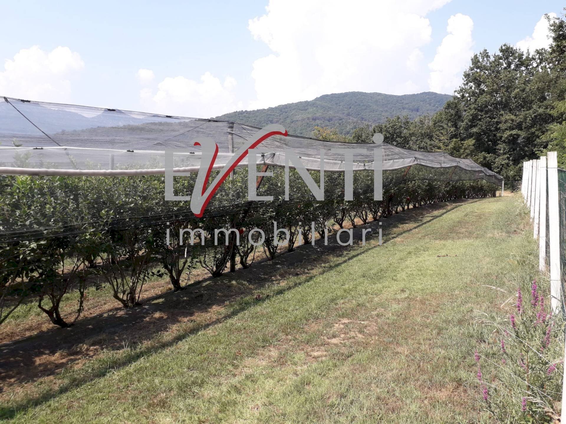 Foto 3 - Terreno agricolo Via Delle Viole, Piossasco - foto 3