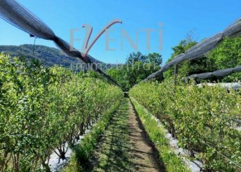 Foto 1 - Terreno agricolo Via Delle Viole, Piossasco - foto 1