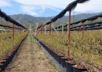 Foto 2 - Terreno agricolo Via Delle Viole, Piossasco - foto 2