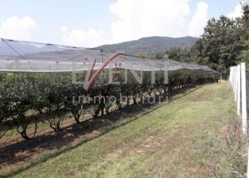 Foto 4 - Terreno agricolo Via Delle Viole, Piossasco - foto 4