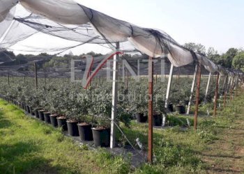 Foto 5 - Terreno agricolo Via Delle Viole, Piossasco - foto 5