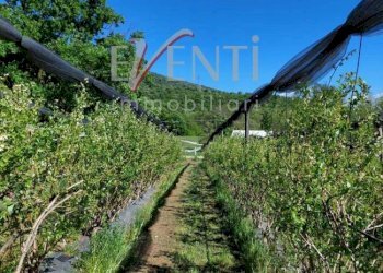 Foto 6 - Terreno agricolo Via Delle Viole, Piossasco - foto 6