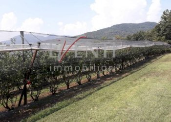 Foto 7 - Terreno agricolo Via Delle Viole, Piossasco - foto 7