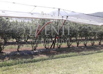 Foto 8 - Terreno agricolo Via Delle Viole, Piossasco - foto 8