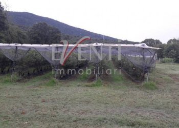 Foto 9 - Terreno agricolo Via Delle Viole, Piossasco - foto 9