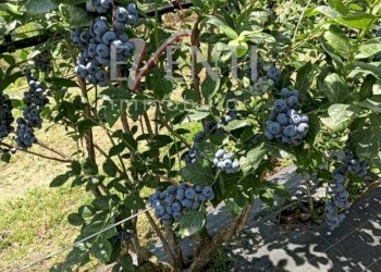 Foto 11 - Terreno agricolo Via Delle Viole, Piossasco - foto 11