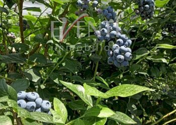 Foto 12 - Terreno agricolo Via Delle Viole, Piossasco - foto 12