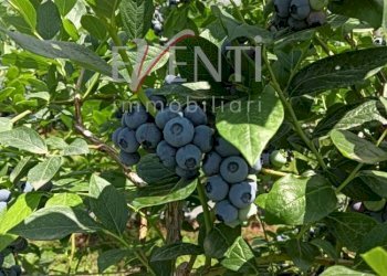 Foto 13 - Terreno agricolo Via Delle Viole, Piossasco - foto 13