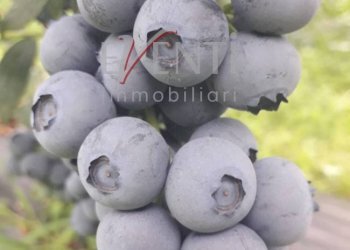 Foto 14 - Terreno agricolo Via Delle Viole, Piossasco - foto 14