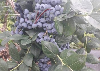 Foto 15 - Terreno agricolo Via Delle Viole, Piossasco - foto 15