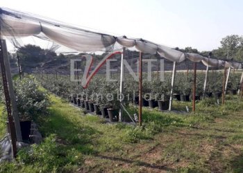 Foto 16 - Terreno agricolo Via Delle Viole, Piossasco - foto 16