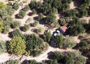 Foto 3 - Terreno agricolo via ferrovia est
 
116, Altofonte - foto 3