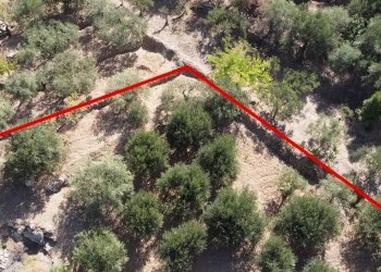 Foto 4 - Terreno agricolo via ferrovia est
 
116, Altofonte - foto 4