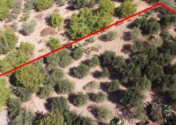 Foto 8 - Terreno agricolo via ferrovia est
 
116, Altofonte - foto 8