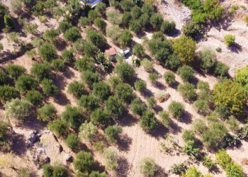 Foto 11 - Terreno agricolo via ferrovia est
 
116, Altofonte - foto 11