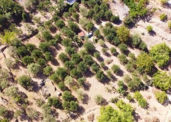 Foto 13 - Terreno agricolo via ferrovia est
 
116, Altofonte - foto 13