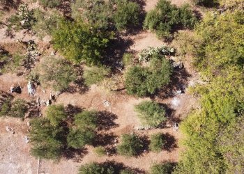 Foto 21 - Terreno agricolo via ferrovia est
 
116, Altofonte - foto 21