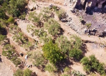 Foto 22 - Terreno agricolo via ferrovia est
 
116, Altofonte - foto 22