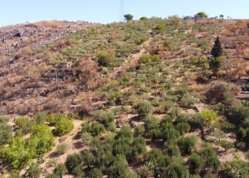 Foto 23 - Terreno agricolo via ferrovia est
 
116, Altofonte - foto 23