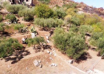 Foto 27 - Terreno agricolo via ferrovia est
 
116, Altofonte - foto 27