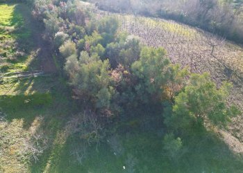 Foto 24 - Terreno agricolo via rebuttone
 
64, Altofonte - foto 23