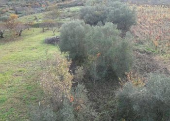 Foto 44 - Terreno agricolo via rebuttone
 
64, Altofonte - foto 43