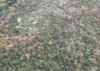 Foto 24 - Terreno agricolo via rebuttone
 
62, Altofonte - foto 19