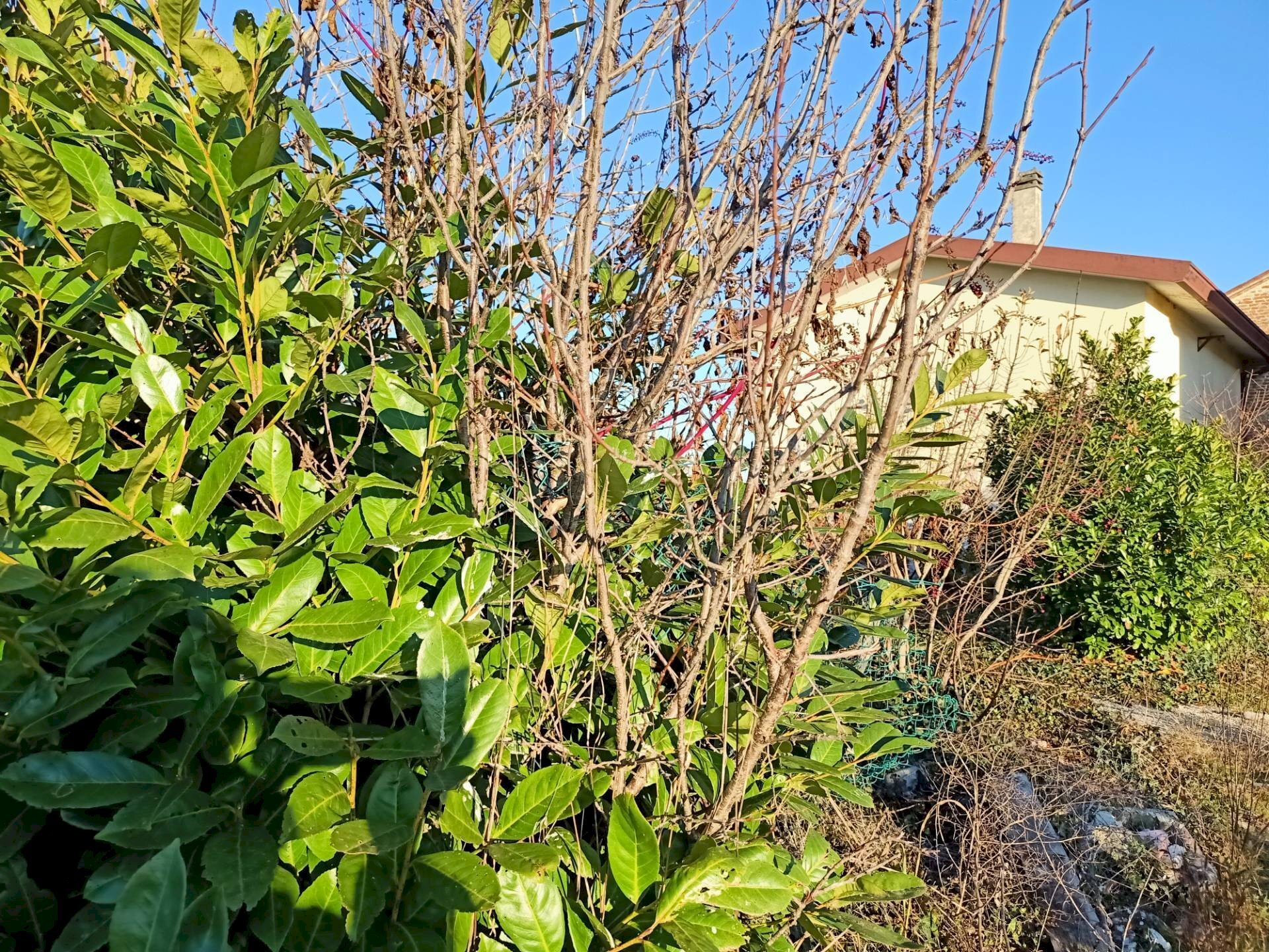 Foto 2 - Building land via vetrego, Mirano - photo 2