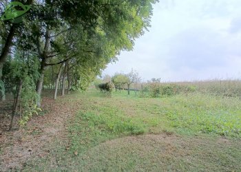 Foto 5 - Casa indipendente filanda, Zoppola - foto 5