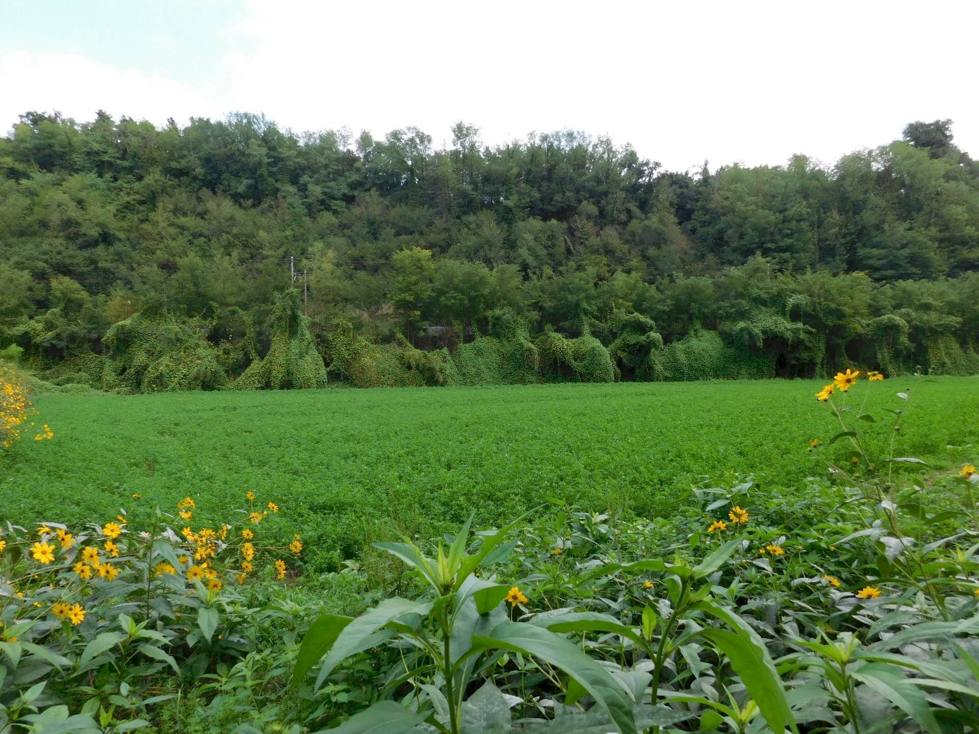 Foto 3 - Terreno agricolo Via S. Barnaba
snc, Valmontone - foto 3