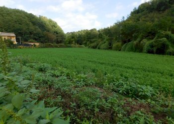 Foto 1 - Agricultural land Via S. Barnaba
 
snc, Valmontone - photo 1