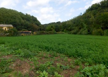 Foto 2 - Agricultural land Via S. Barnaba
 
snc, Valmontone - photo 2