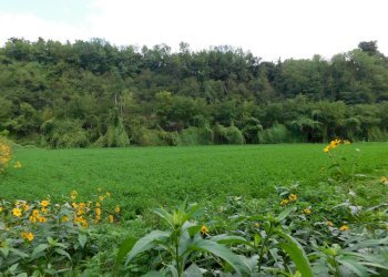 Foto 3 - Agricultural land Via S. Barnaba
 
snc, Valmontone - photo 3