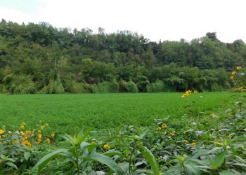Foto 4 - Agricultural land Via S. Barnaba
 
snc, Valmontone - photo 4