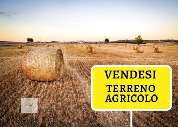 Foto 1 - Terreno agricolo Torreano - foto 1