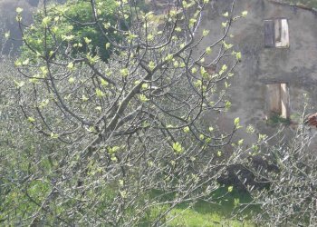 Foto 13 - Rustico San Giuliano Terme - foto 13