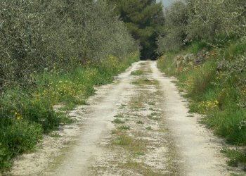 Foto 15 - Rustico San Giuliano Terme - foto 15