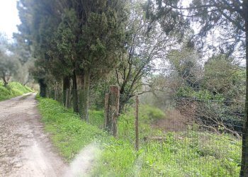 Foto 12 - Rustico via bugallo, Crespina Lorenzana - foto 12