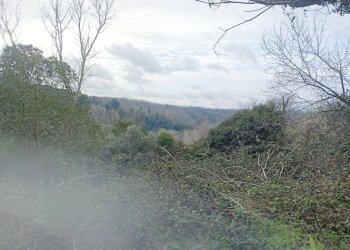 Foto 13 - Rustico via bugallo, Crespina Lorenzana - foto 13